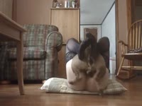 Dog hard pounding the pussy of curvy babe